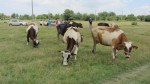 Мониторинг на инициативата „Закупуване на крави“ в с. Окоп - 25.07.2014 г.