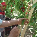 Проследяване на развитието на земеделските култури и предоставяне на агрономически консултации в гр. Перущица - 03.06.2015 г.