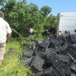 Проследяване на развитието на земеделските култури и предоставяне на агрономически консултации в с. Брестовица - 03.06.2015 г.