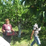 Проследяване на развитието на земеделските култури и предоставяне на агрономически консултации в с. Брестовица - 03.06.2015 г.