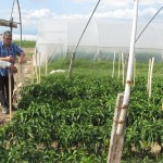 Проследяване на фитосанитарното състояние на отглежданите земеделски култури и предоставяне на агрономически консултации в с. Чалъкови - 26.06.2015 г.