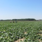 Агроконсултации на земеделски стопани в с. Стряма - 27.08.2015 г.