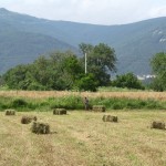 Assessed proposal to buy a bale packing machine in Shejnovo - 06/26/2014