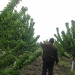 Предоставяне на агрономически консултации на участници по програмата - 27.04.2015 г.